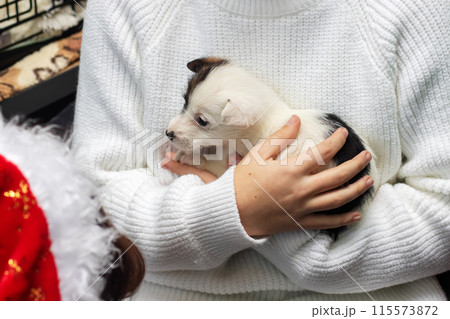 The woman is wearing a white sweater and holding a small puppy 115573872