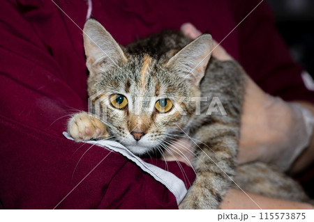 A person holds a calico cat, a small mammal with whiskers, fur, and claws A person holds a calico cat, a small mammal with whiskers, fur, and claws 115573875