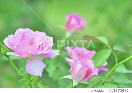 薔薇園で見たバラの花 115573931