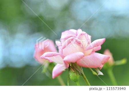 薔薇園で見たバラの花 115573940