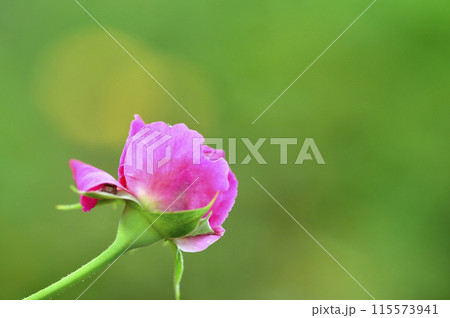 薔薇園で見たバラの花 115573941