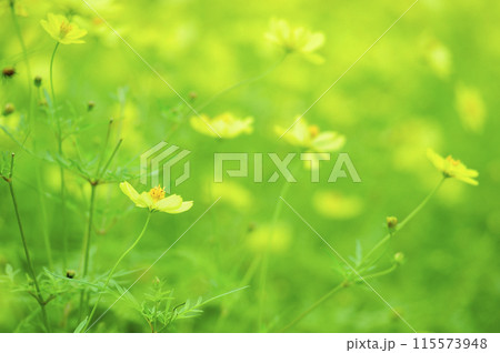 秋の花　秋桜 115573948