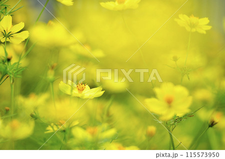 秋の花 秋桜 秋の花 秋桜 115573950