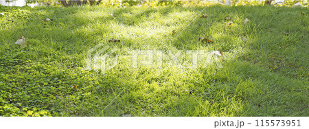 斜面の芝生 115573951