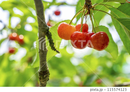 赤く実ったさくらんぼ（佐藤錦）　さくらんぼ狩り　山形県東根市 115574123