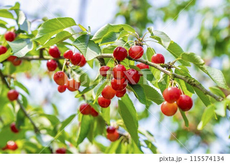 赤く実ったさくらんぼ(佐藤錦) さくらんぼ狩り 山形県東根市 赤く実ったさくらんぼ(佐藤錦) さくらんぼ狩り 山形県東根市 115574134