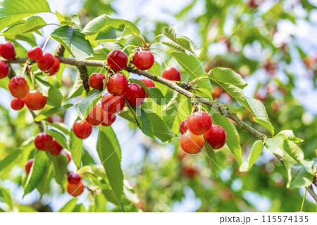赤く実ったさくらんぼ（佐藤錦）　さくらんぼ狩り　山形県東根市 115574135