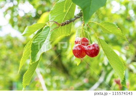 赤く実ったさくらんぼ（佐藤錦）　さくらんぼ狩り　山形県東根市 115574143
