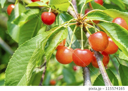赤く実ったさくらんぼ（佐藤錦）　さくらんぼ狩り　山形県東根市 115574165