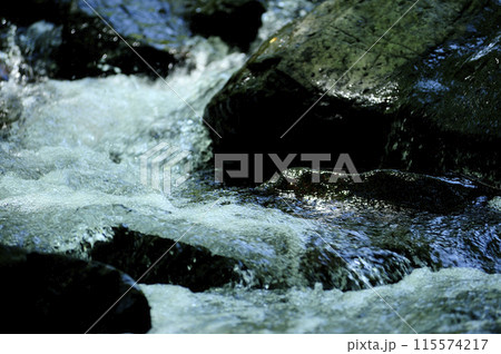 小川の水の流れ 115574217