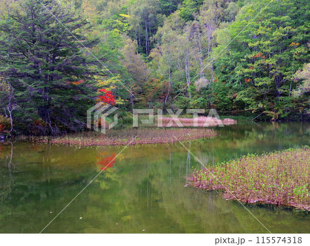 長野県　乗鞍高原　紅葉の始まった「まいめの池」 115574318