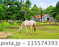 初夏の秋元牧場 115574393