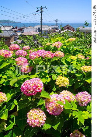 アジサイと勝浦部原の素朴な街 115574396