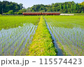 田んぼの畔とレトロ列車　小湊鉄道　上総川間駅 115574423