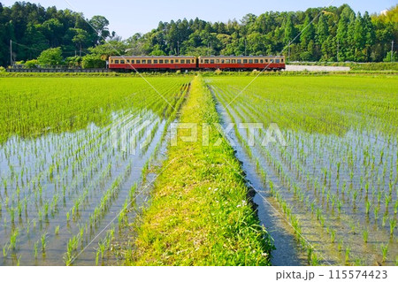 田んぼの畔とレトロ列車 小湊鉄道 上総川間駅 田んぼの畔とレトロ列車 小湊鉄道 上総川間駅 115574423
