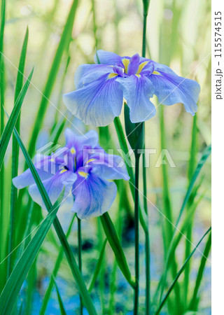 花菖蒲 115574515