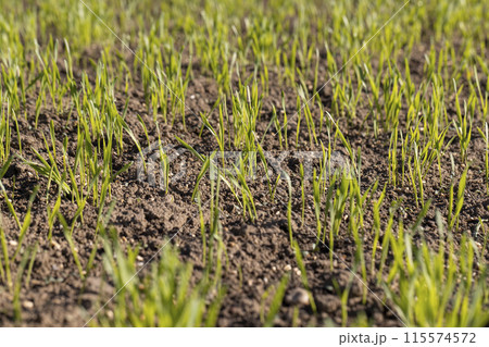 new rows of wheat in the field new rows of wheat in the field 115574572