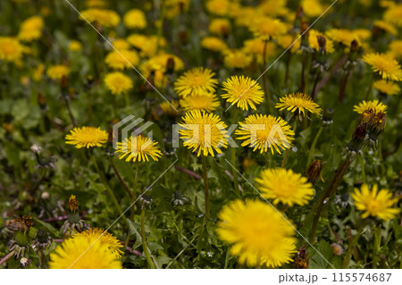 Beautiful wild yellow dandelions in the green grass in spring 115574687