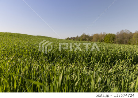 a green wheat field in the spring season 115574724