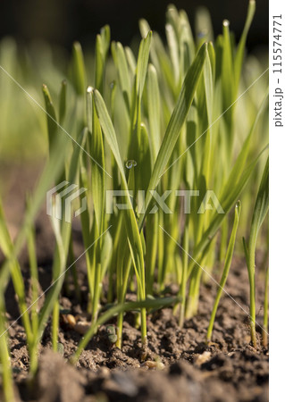 new rows of wheat in the field new rows of wheat in the field 115574771