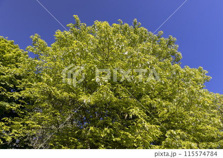 young foliage and inflorescences on a maple tree in spring 115574784
