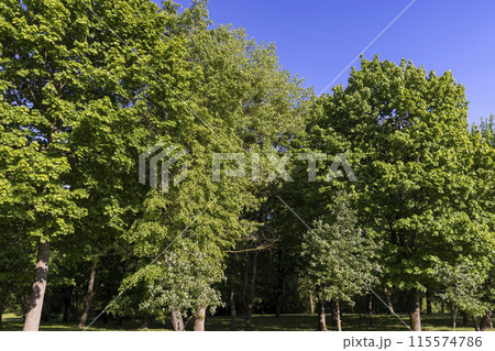 maples and other deciduous trees in the park in spring 115574786
