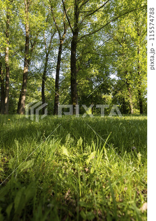 maples and other deciduous trees in the park in spring 115574788
