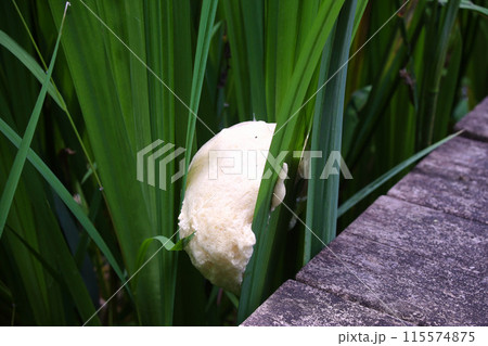 モリアオガエルの卵塊 モリアオガエルの卵塊 115574875