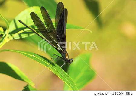 ハグロトンボ ハグロトンボ 115574890