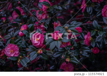 浄土宗の寺院で京都市北区の「椿寺」の愛称でも親しまれている椿満開の地蔵院影影 115574921