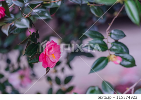 浄土宗の寺院で京都市北区の「椿寺」の愛称でも親しまれている椿満開の地蔵院影影 115574922