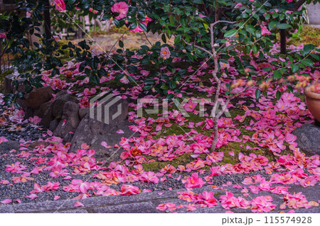 浄土宗の寺院で京都市北区の「椿寺」の愛称でも親しまれている椿満開の地蔵院影影 浄土宗の寺院で京都市北区の「椿寺」の愛称でも親しまれている椿満開の地蔵院影影 115574928