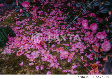 浄土宗の寺院で京都市北区の「椿寺」の愛称でも親しまれている椿満開の地蔵院影影 115574929