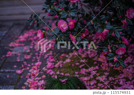 浄土宗の寺院で京都市北区の「椿寺」の愛称でも親しまれている椿満開の地蔵院影影 浄土宗の寺院で京都市北区の「椿寺」の愛称でも親しまれている椿満開の地蔵院影影 115574931