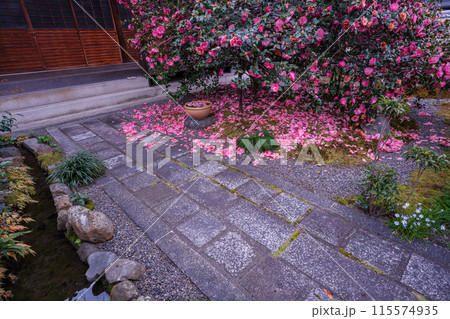 浄土宗の寺院で京都市北区の「椿寺」の愛称でも親しまれている椿満開の地蔵院影影 浄土宗の寺院で京都市北区の「椿寺」の愛称でも親しまれている椿満開の地蔵院影影 115574935