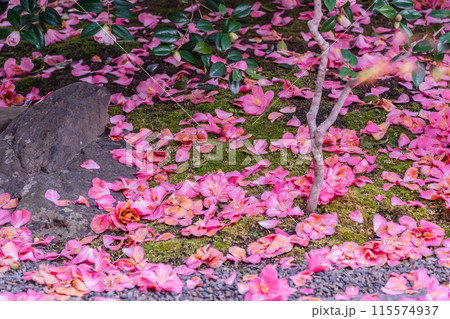 浄土宗の寺院で京都市北区の「椿寺」の愛称でも親しまれている椿満開の地蔵院影影 115574937