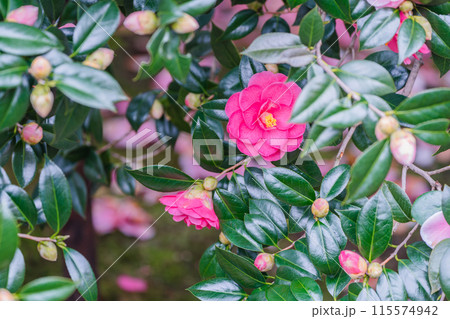 浄土宗の寺院で京都市北区の「椿寺」の愛称でも親しまれている椿満開の地蔵院影影 浄土宗の寺院で京都市北区の「椿寺」の愛称でも親しまれている椿満開の地蔵院影影 115574942