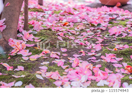 浄土宗の寺院で京都市北区の「椿寺」の愛称でも親しまれている椿満開の地蔵院影影 115574943