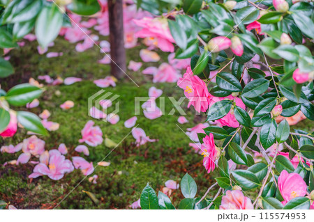 浄土宗の寺院で京都市北区の「椿寺」の愛称でも親しまれている椿満開の地蔵院影影 浄土宗の寺院で京都市北区の「椿寺」の愛称でも親しまれている椿満開の地蔵院影影 115574953