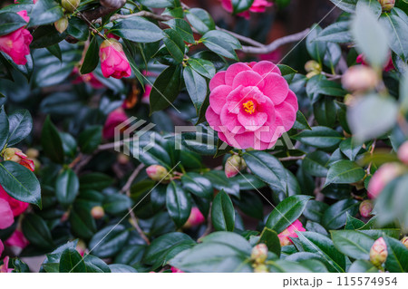 浄土宗の寺院で京都市北区の「椿寺」の愛称でも親しまれている椿満開の地蔵院影影 115574954