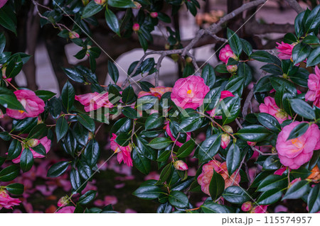浄土宗の寺院で京都市北区の「椿寺」の愛称でも親しまれている椿満開の地蔵院影影 115574957