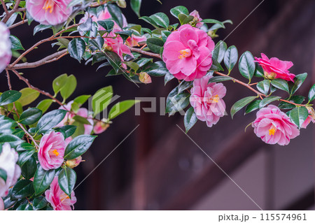 浄土宗の寺院で京都市北区の「椿寺」の愛称でも親しまれている椿満開の地蔵院影影 浄土宗の寺院で京都市北区の「椿寺」の愛称でも親しまれている椿満開の地蔵院影影 115574961