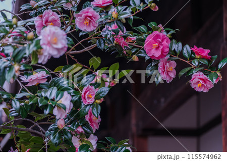 浄土宗の寺院で京都市北区の「椿寺」の愛称でも親しまれている椿満開の地蔵院影影 115574962