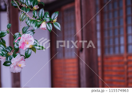 浄土宗の寺院で京都市北区の「椿寺」の愛称でも親しまれている椿満開の地蔵院影影 115574963