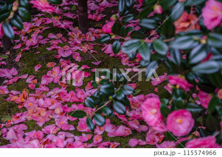 浄土宗の寺院で京都市北区の「椿寺」の愛称でも親しまれている椿満開の地蔵院影影 115574966