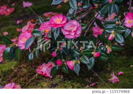 浄土宗の寺院で京都市北区の「椿寺」の愛称でも親しまれている椿満開の地蔵院影影 浄土宗の寺院で京都市北区の「椿寺」の愛称でも親しまれている椿満開の地蔵院影影 115574968