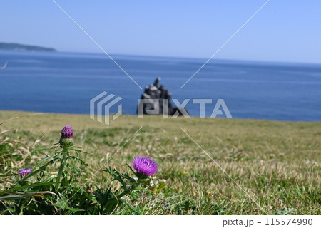 対馬にて紫の可憐な一輪の花と観音柱 115574990