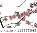 桜の蜜を吸うメジロ 115575043