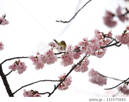 桜の蜜を吸うメジロ 桜の蜜を吸うメジロ 115575043