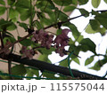 紫色の花を咲かすアケビの花 115575044